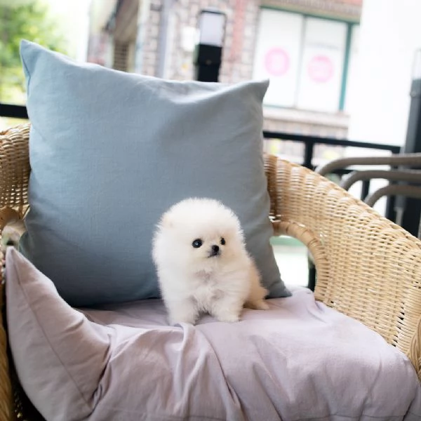 REGALO CUCCIOLI DI POMERANIA | Foto 0