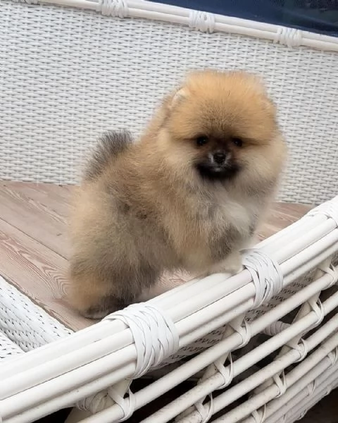 Pomerania cucciolo