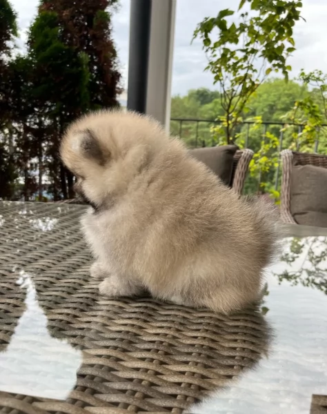 Pomerania cucciolo | Foto 1