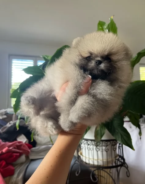 Pomerania cucciolo