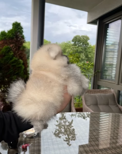 Pomerania cucciolo | Foto 0