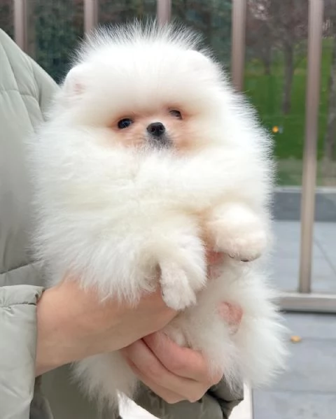 Spitz di Pomerania nano