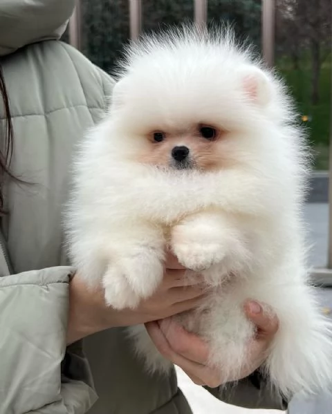 Spitz di Pomerania nano | Foto 0