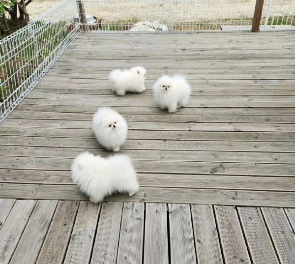 Spitz di Pomerania nano