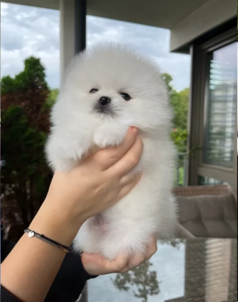 Mini Pomerania cucciolo