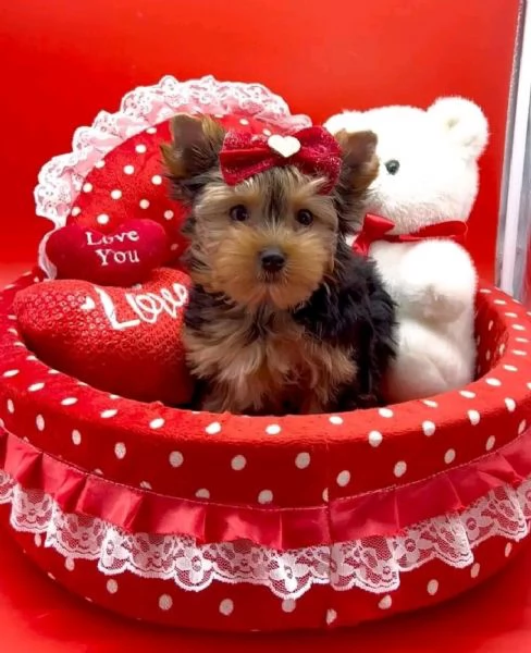 Cuccioli di yorkie di alta qualit per adozione gratuita