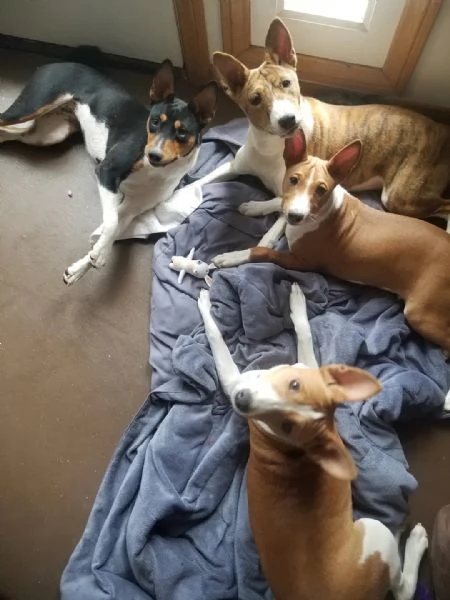 Cuccioli Basenji registrati per ladozione