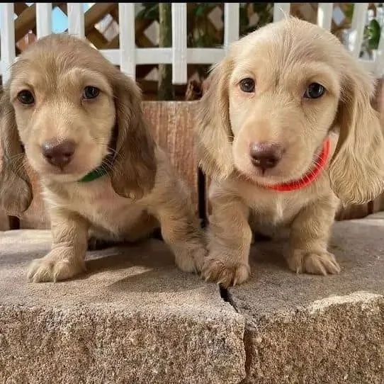 Cuccioli di bassotto registrati di qualit