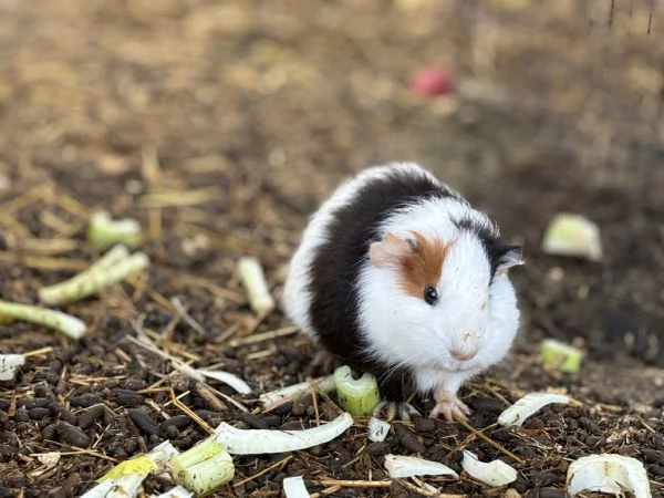 Cuccioli di Cavie in vendita | Foto 4