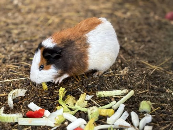 Cuccioli di Cavie in vendita | Foto 3