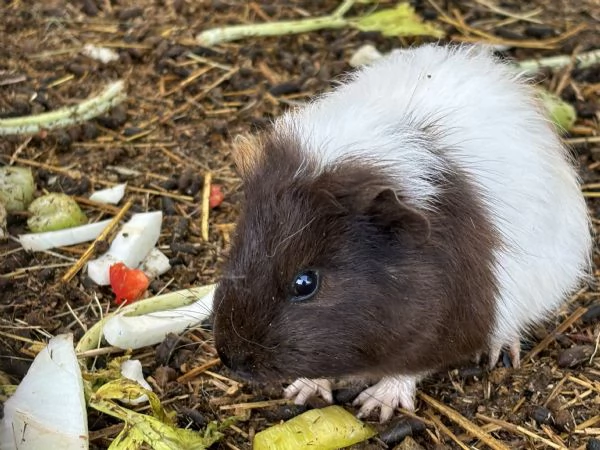 Cuccioli di Cavie in vendita | Foto 0