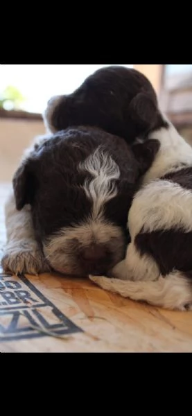 Cuccioli Lagotto romagnolo  | Foto 1