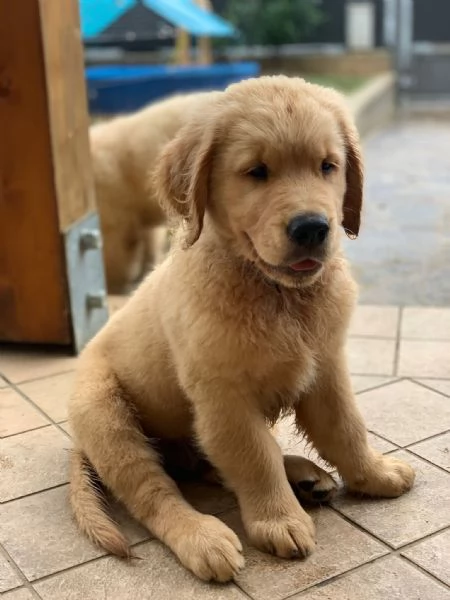 Golden Retriever americani