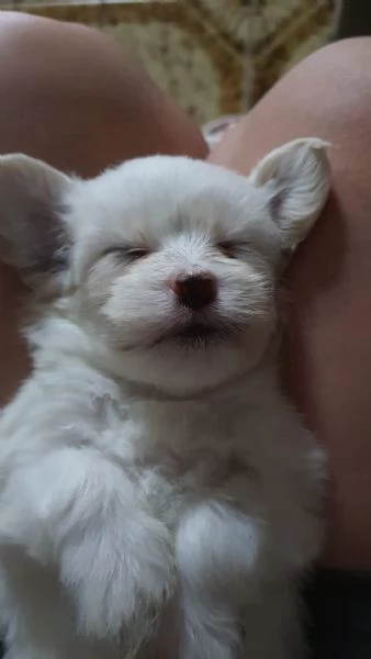 Cuccioli maltesi maschi e femmine  | Foto 3