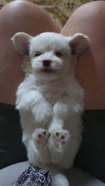 Cuccioli maltesi maschi e femmine  | Foto 1