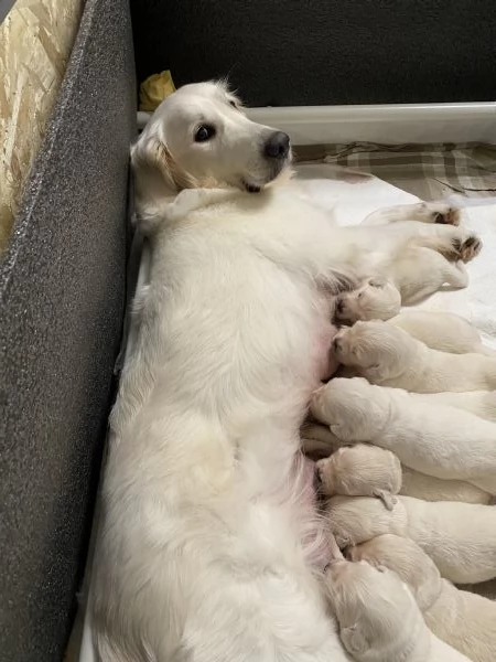 Cuccioli Golden Retriever | Foto 3