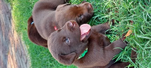 Cuccioli di Labrador 