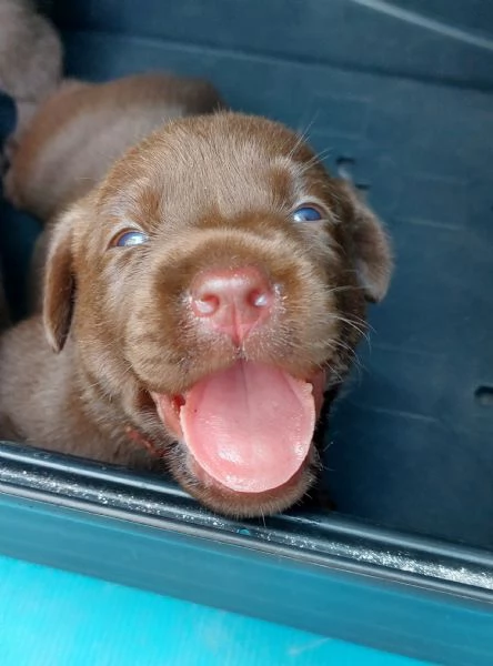 Cuccioli di Labrador  | Foto 6