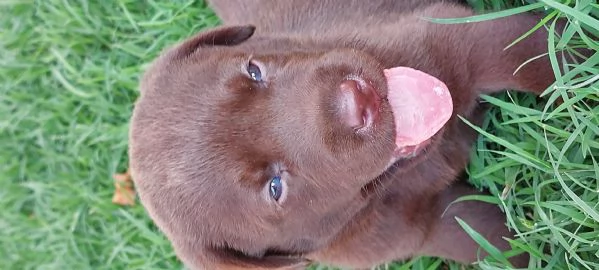 Cuccioli di Labrador  | Foto 4