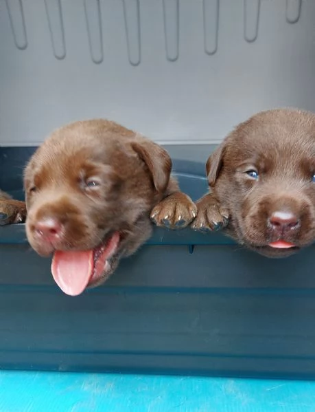 Cuccioli di Labrador  | Foto 1