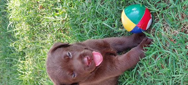 Cuccioli di Labrador  | Foto 0