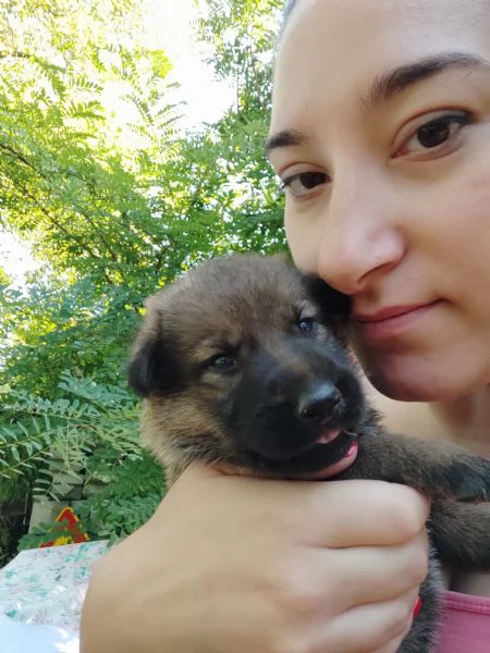 Pastori tedeschi grigioni cucciolata | Foto 4