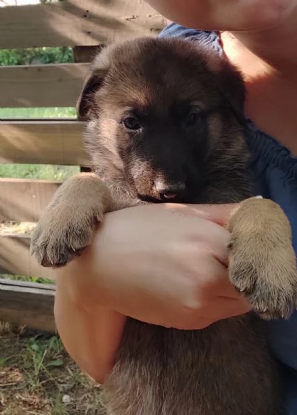 Pastori tedeschi grigioni cucciolata | Foto 3