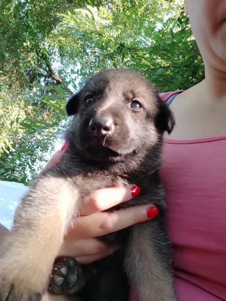 Pastori tedeschi grigioni cucciolata