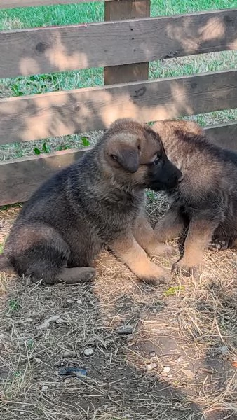 Pastori tedeschi grigioni cucciolata | Foto 2