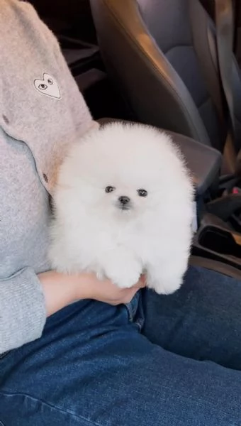 SPITZ DI POMERANIA NANOBIANCO