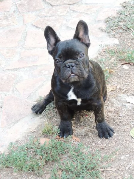 Cucciolo bouledogue 