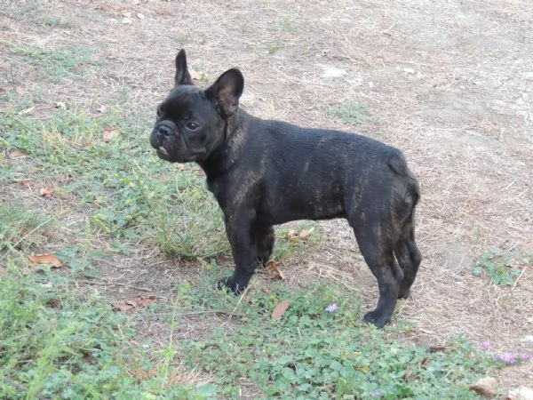 Cucciolo bouledogue  | Foto 3