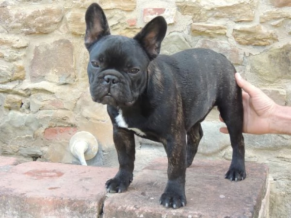 Cucciolo bouledogue  | Foto 2