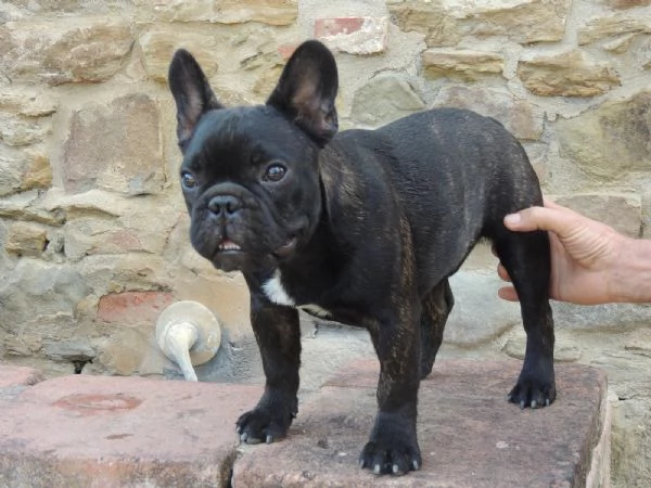 Cucciolo bouledogue  | Foto 0