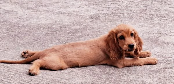 Charli cucciolo di Cocker spaniel di tre mesi | Foto 1