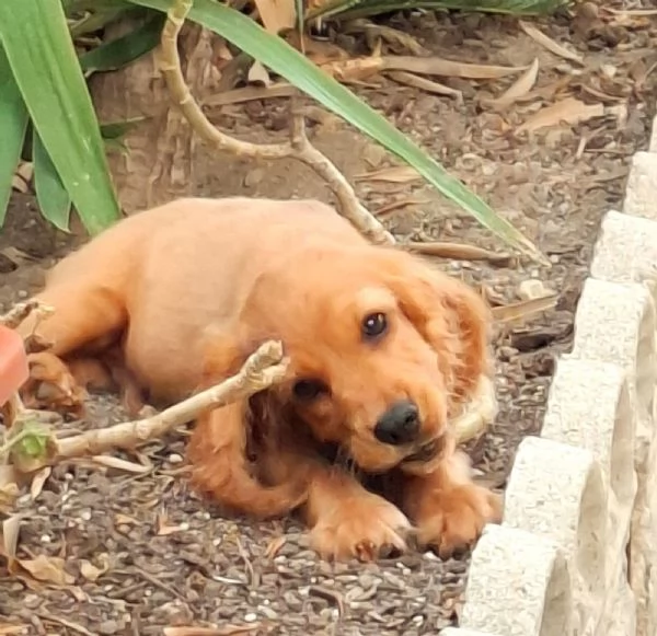 Charli cucciolo di Cocker spaniel  | Foto 4