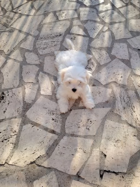 Cucciolo maltese  | Foto 2