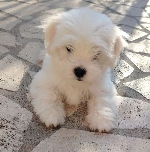 Cucciolo maltese  | Foto 1