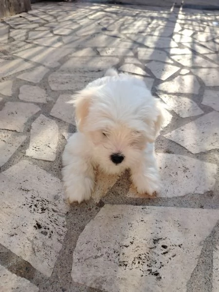 Cucciolo maltese  | Foto 0