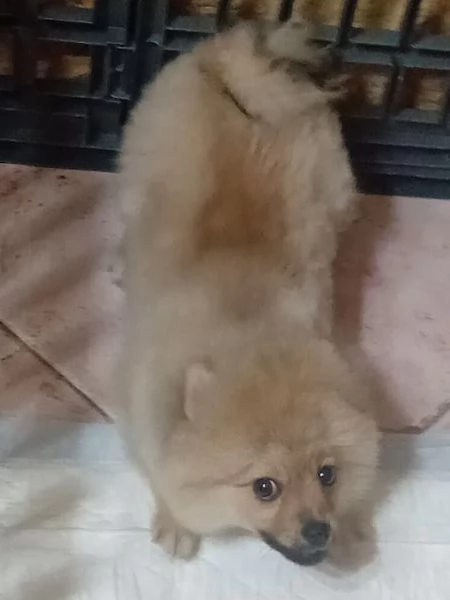 Pomerania nano