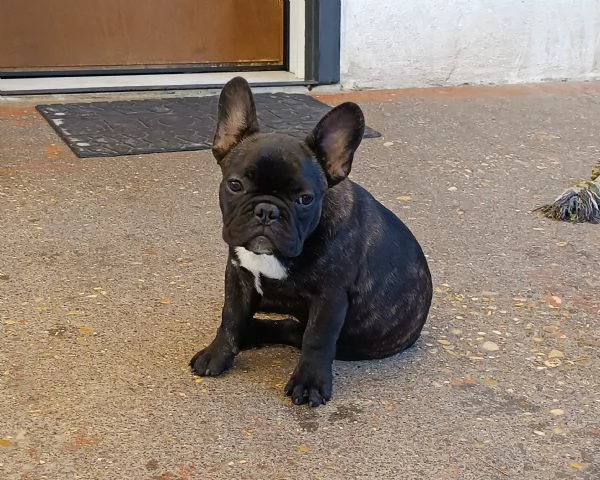 Cuccioli bulldog bouledogue francese  | Foto 3