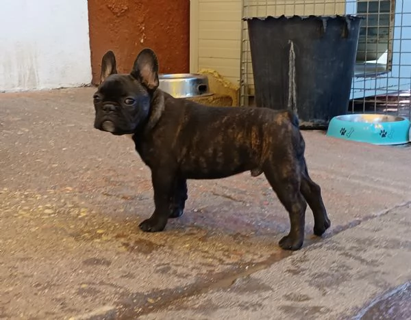 Cuccioli bulldog bouledogue francese  | Foto 0