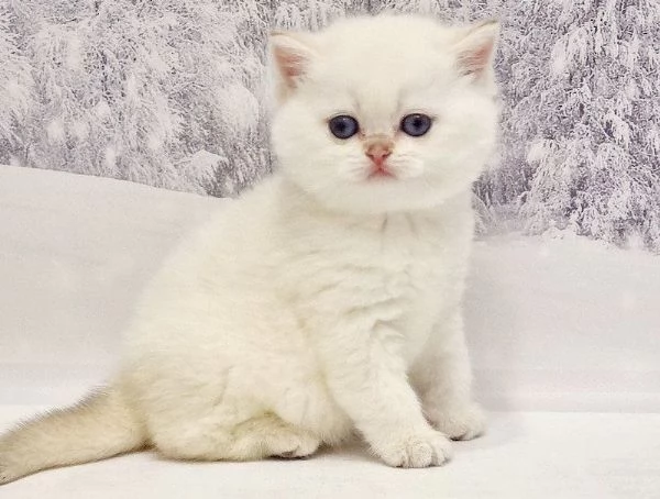 gattini gatito british shorthair in vendita | Foto 2