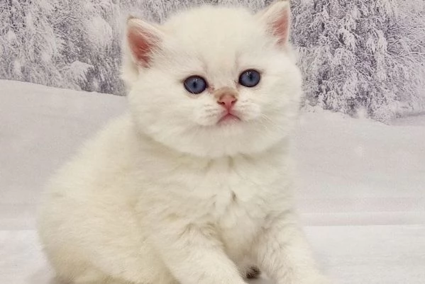 gattini gatito british shorthair in vendita | Foto 1