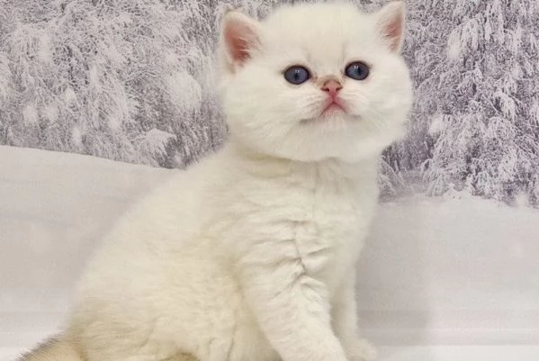 gattini gatito british shorthair in vendita | Foto 0