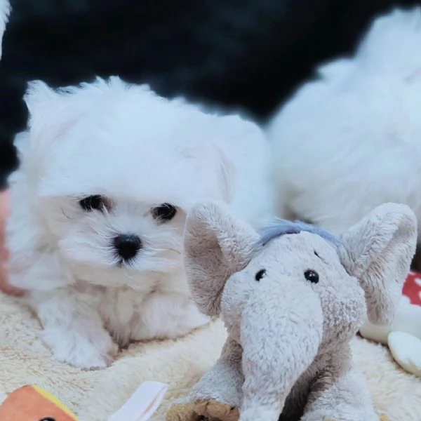 Adorabili cuccioli maltesi per nuove case | Foto 1