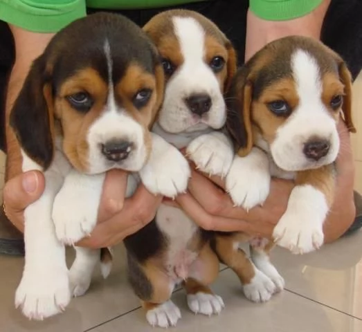 Cuccioli adorabili di Beagle per nuove case