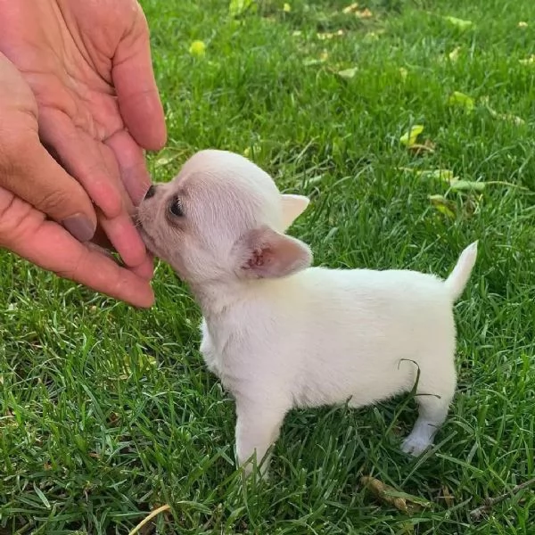 Adorabili cuccioli di Chihuahua per nuove case | Foto 1