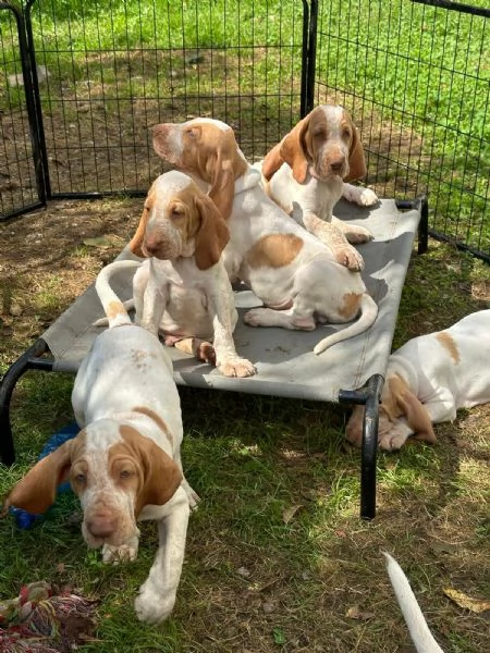 Cuccioli di bracco italiano con pedegree