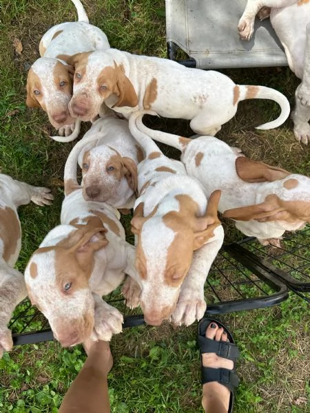 Cuccioli di bracco italiano con pedegree | Foto 2